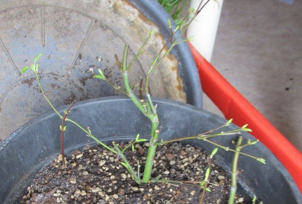 bonsai 001a..jpg
