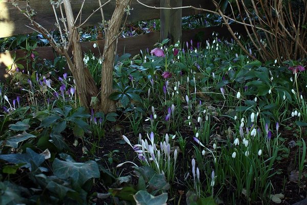 Gartenansicht 057 BFF.JPG