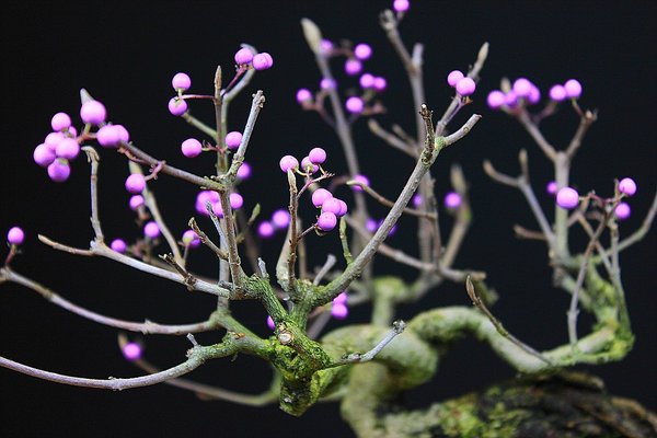 Callicarpa_201511_005_f.jpg