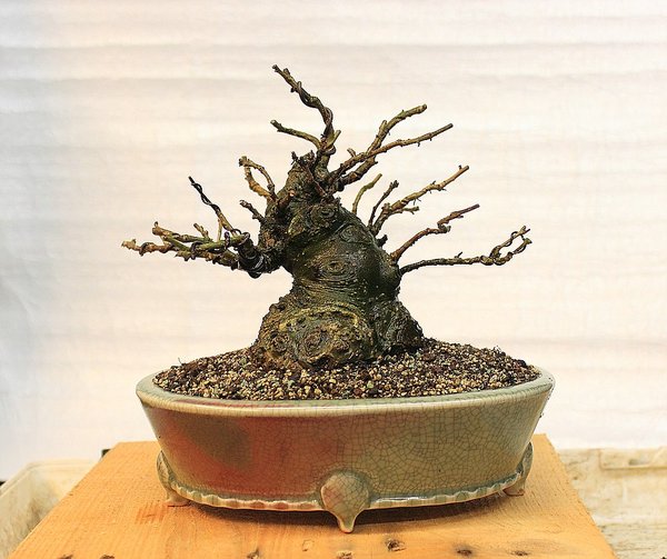 Ilex serrata 1 201603_005_f.jpg