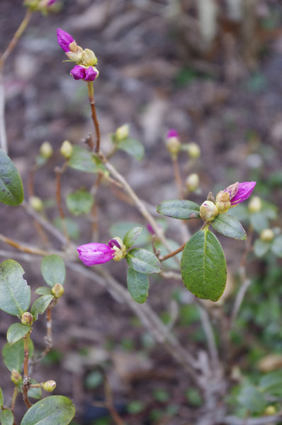 Gartenazalee
