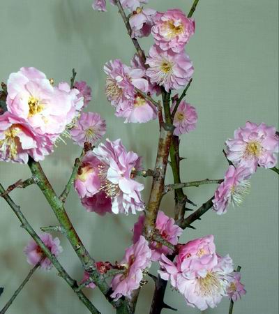 82jap-marille-rosa5.3.16bluete-detail.jpg