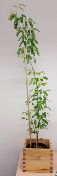 bonsai1.png