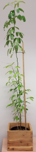 bonsai2.png
