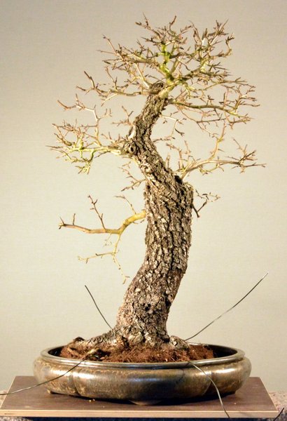 Anprobe