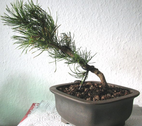 pinus-mugo-1drahtung.jpg