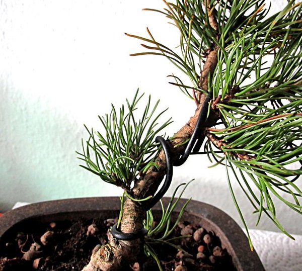 pinus-mugo-2drahtung.jpg