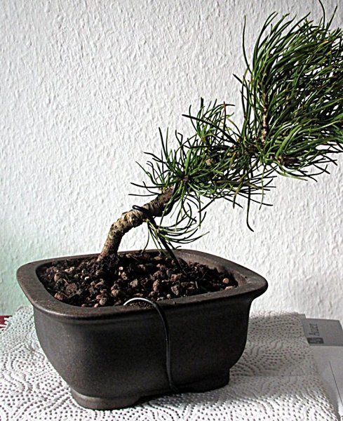 pinus-mugo-3drahtung.jpg