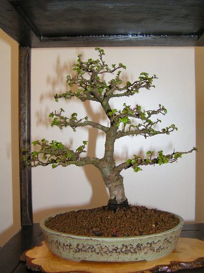 Ulmen-shohin.jpg