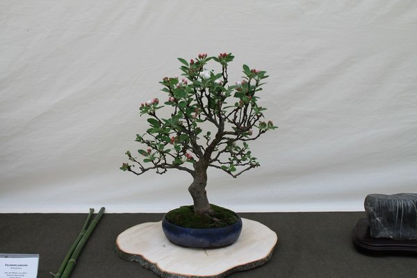 IMG_7035.JPG