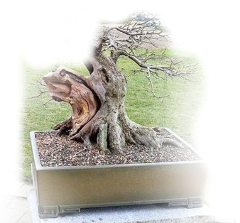 Cornus Norbert.jpg