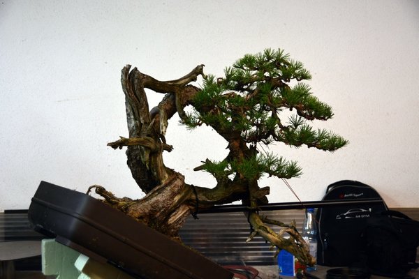 DSC_5136.JPG