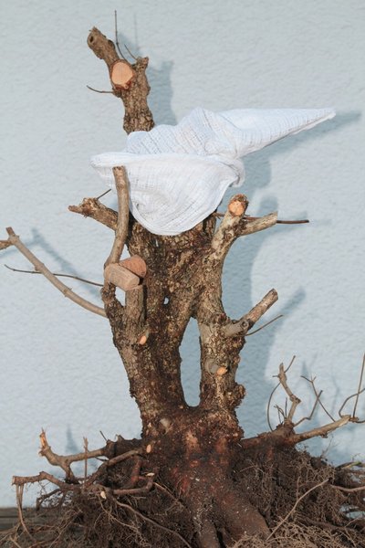 Hier die Überlegung, den gesamten rechten Bereich zu entfernen, um den Baum zu verschlanken. Das hätte ihm aber auch viel Charakter genommen und so gab es dort erste Totholzarbeiten