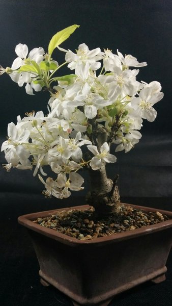 malus floribunda