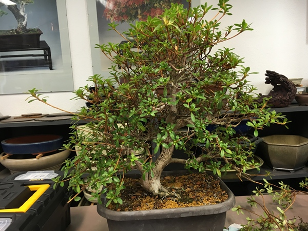 image1.JPG