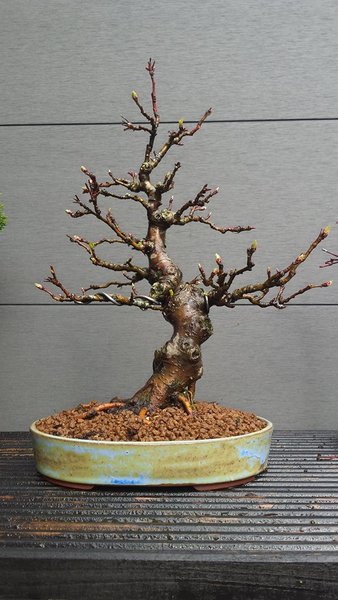 Apfel 2016.jpg