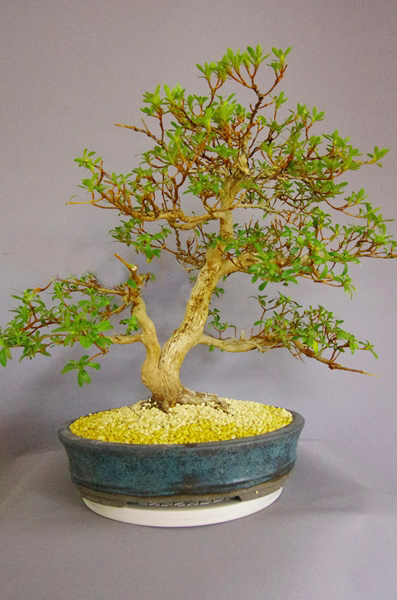 IMGP9296_1.jpg