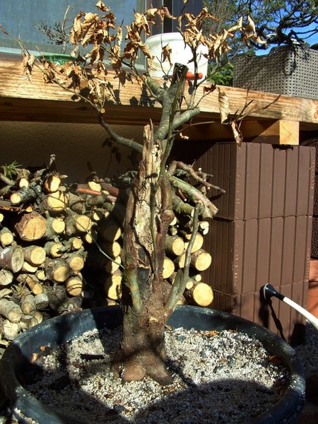 April 2013 nach dem Ausgraben, im riesen Bottich