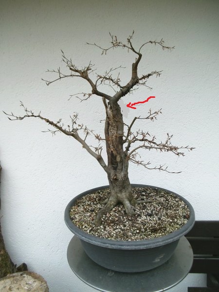 Rotbuche Sauwald_Vorderseite_1_b.jpg