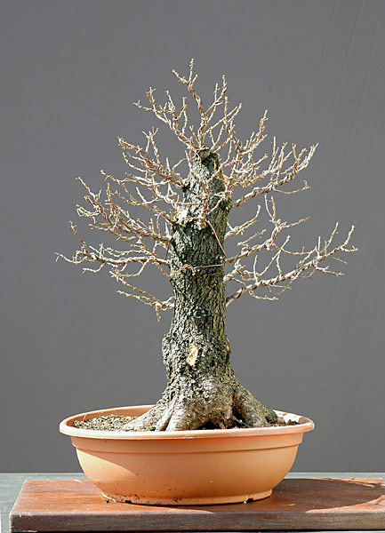 Dsc_3253v.jpg