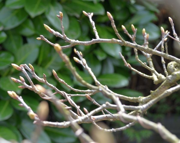 Quercus r. Knospen v. Umtopfen 4-16.jpg