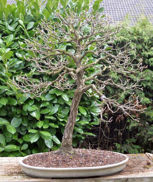 Quercus r. U-topfen fertig.jpg