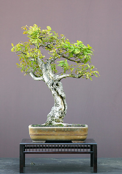 Dsc_3839v.jpg