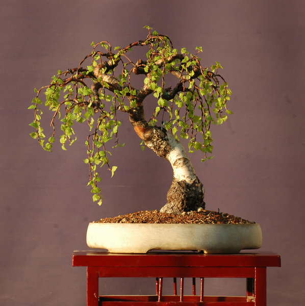Birke1604A.jpg