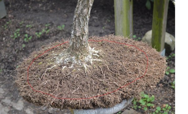 Quercus Wurzelballen 4 16.jpg