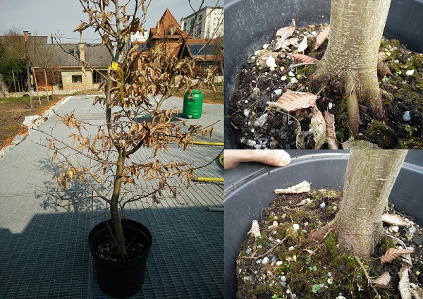 Baum1-1-bearb.jpg