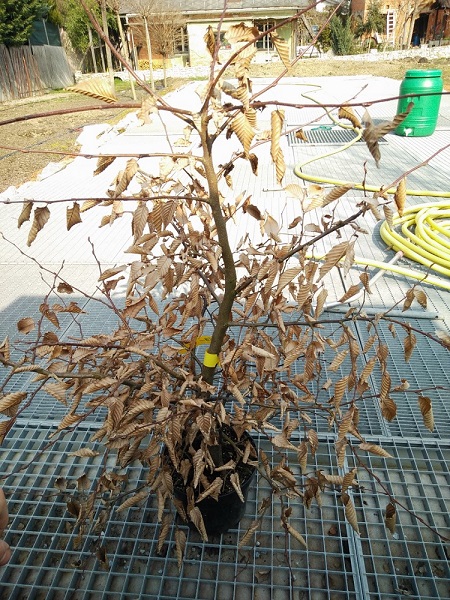 Baum2-1-bearb.jpg