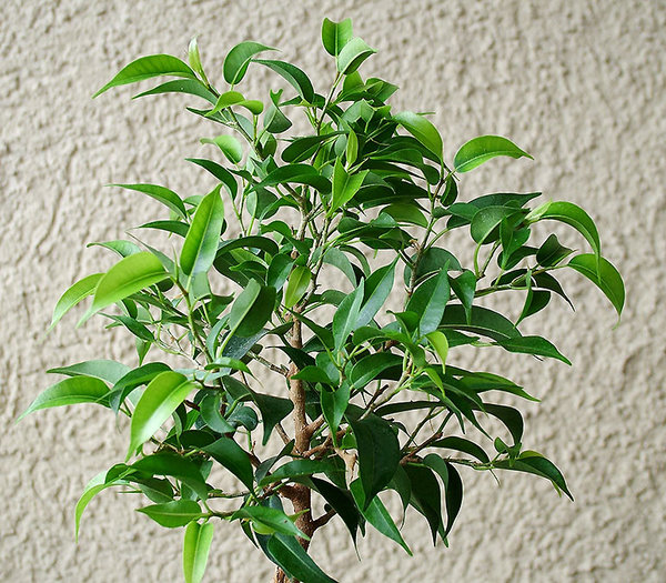 Ficus_Fenster_01.jpg