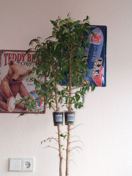 ficus1_561.jpg