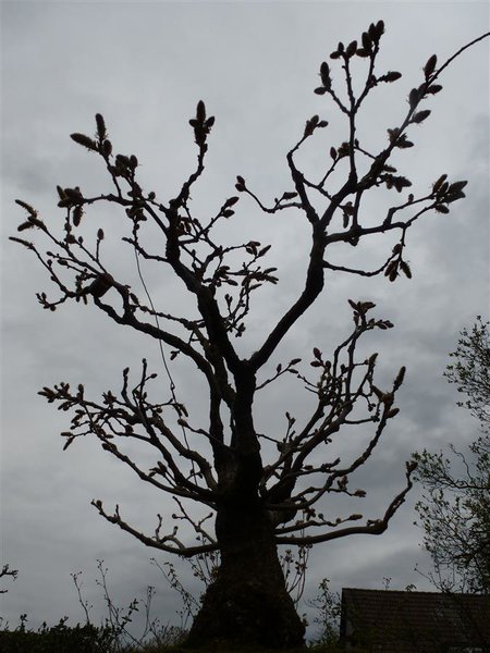 Blauregen.JPG