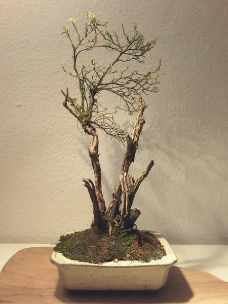 Potentilla