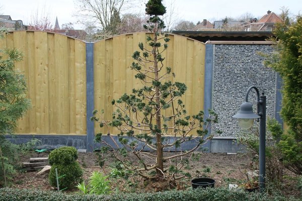 Dem einfacherem Verständnis wegen: Das ist der Baum von dem die Stecklinge kommen. Stecklinge steckt man, wenn man sie hat.