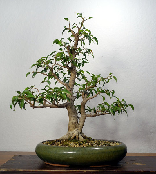 Januar 2016 - Nebenbaum mit neuer Spitze