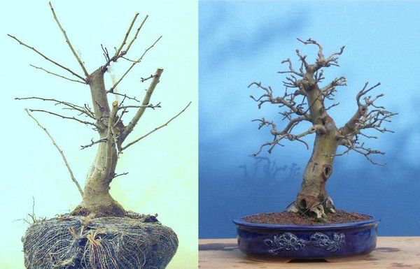 Crataegus_l._PS_Tomsai3.jpg