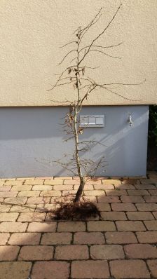 Rotbuche