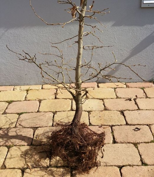 Rotbuche andere Seite