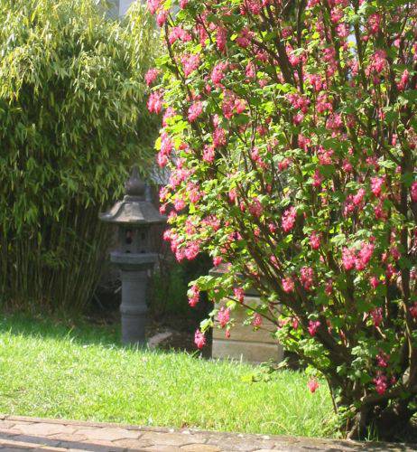 garten-frühjahr16.JPG