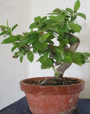 bonsai 002aa.....jpg