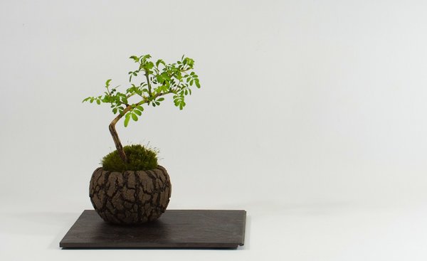 Modern Mini: Rose