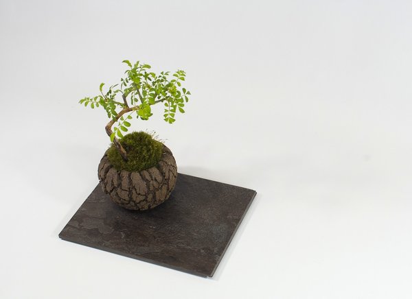 Modern Mini: Rose von oben