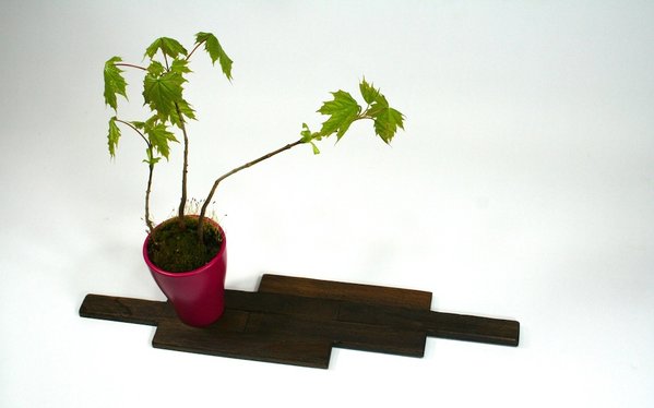 Modern Mini: Ahorn-Wald von oben