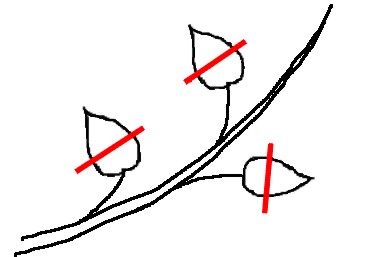 blsch1.jpg