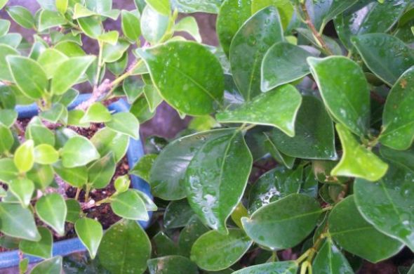 ficusblatt2.jpg