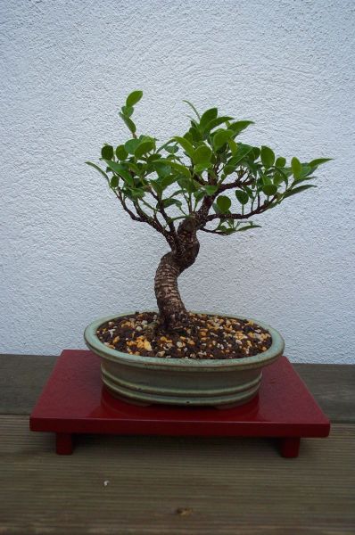ficusblatt3.jpg