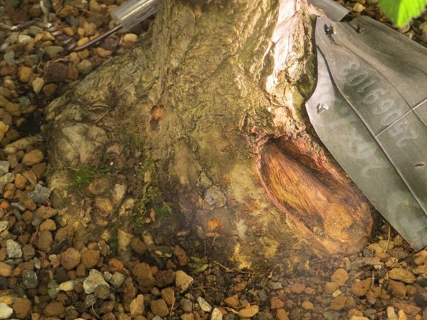 Abgeplatzte Borke am Stammübergang