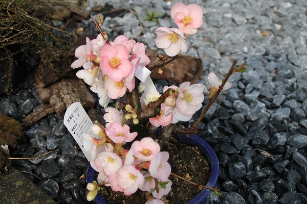 Kaum stellt man sie in die Sonne, werden die Blüten Rosa